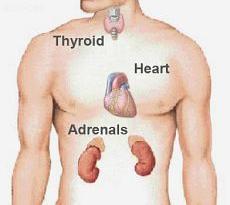 thyroid-adrenal-heart relationship