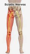 sciatic nerve pathway